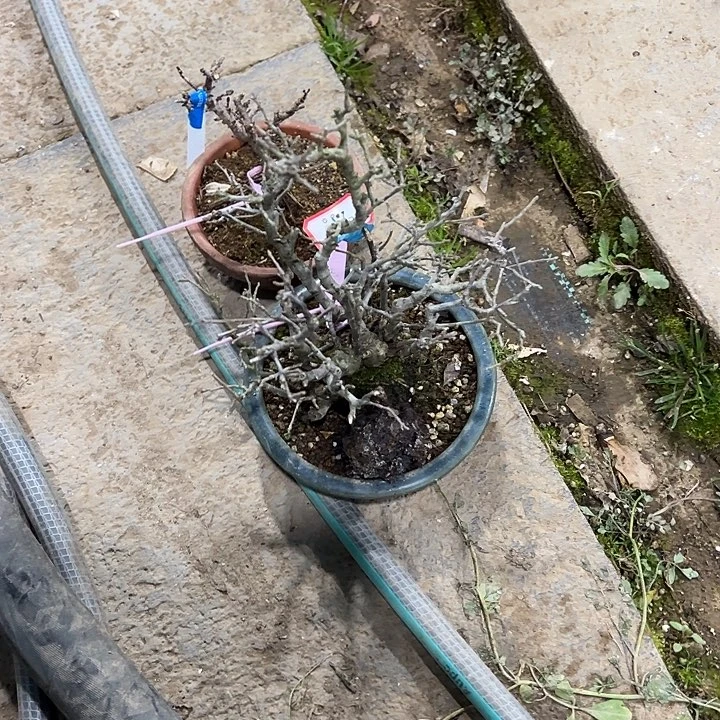 红陶陆*陶盆盆盆