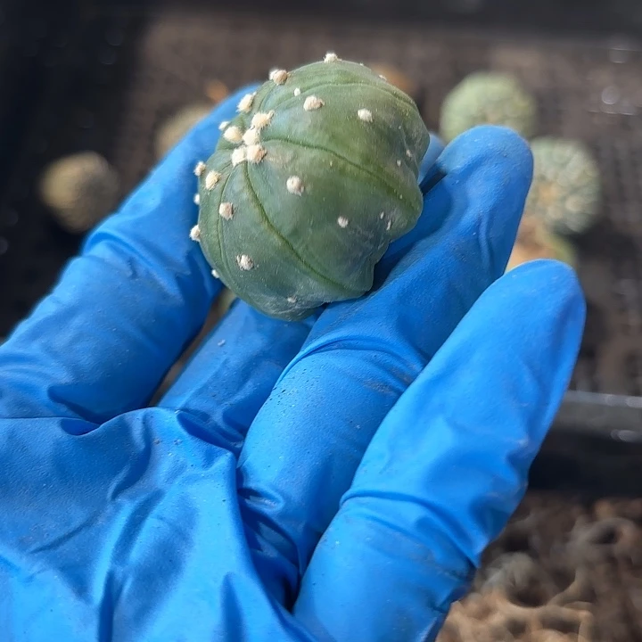 实生奇迹琉璃指纹