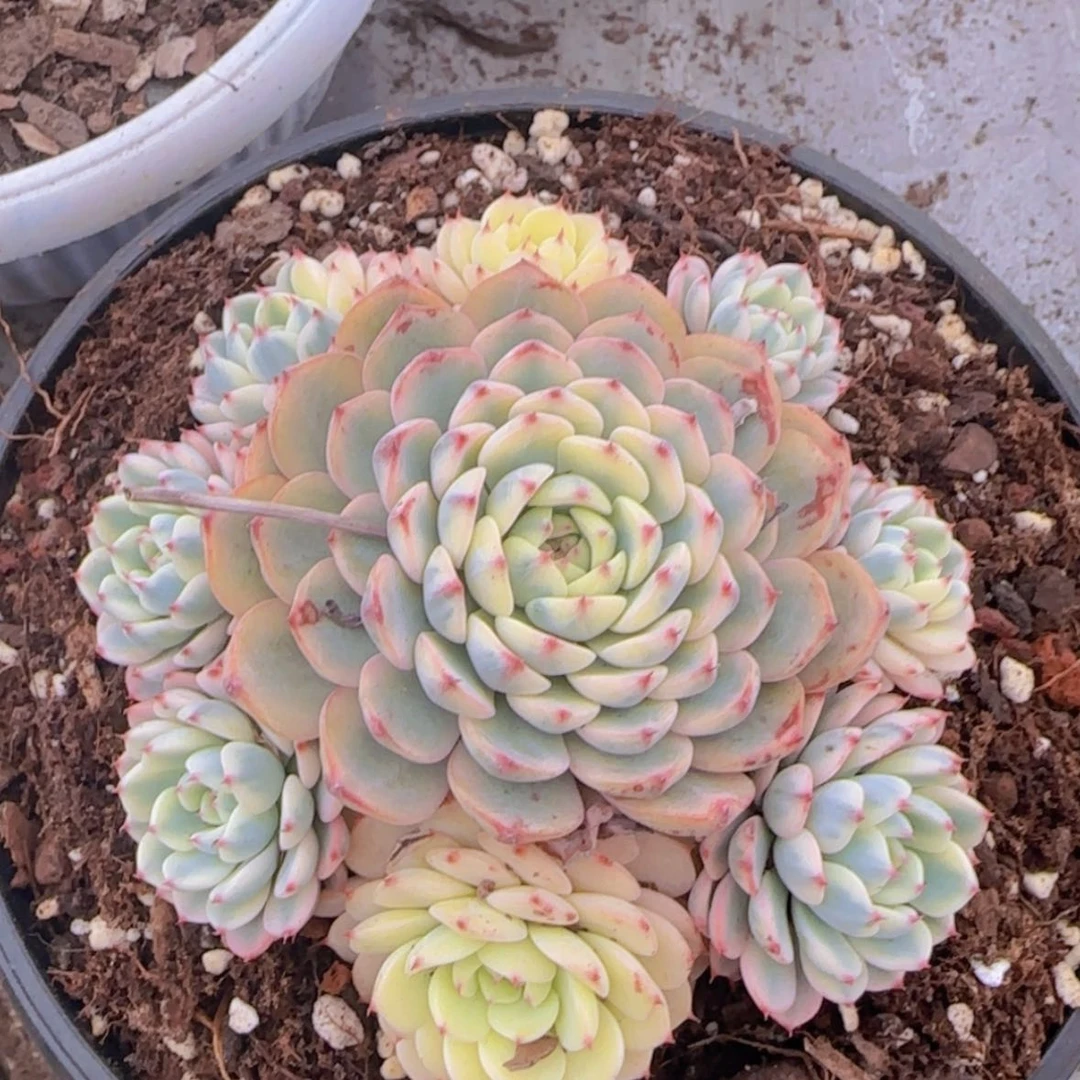 【闪购商品】手捧姬莲锦