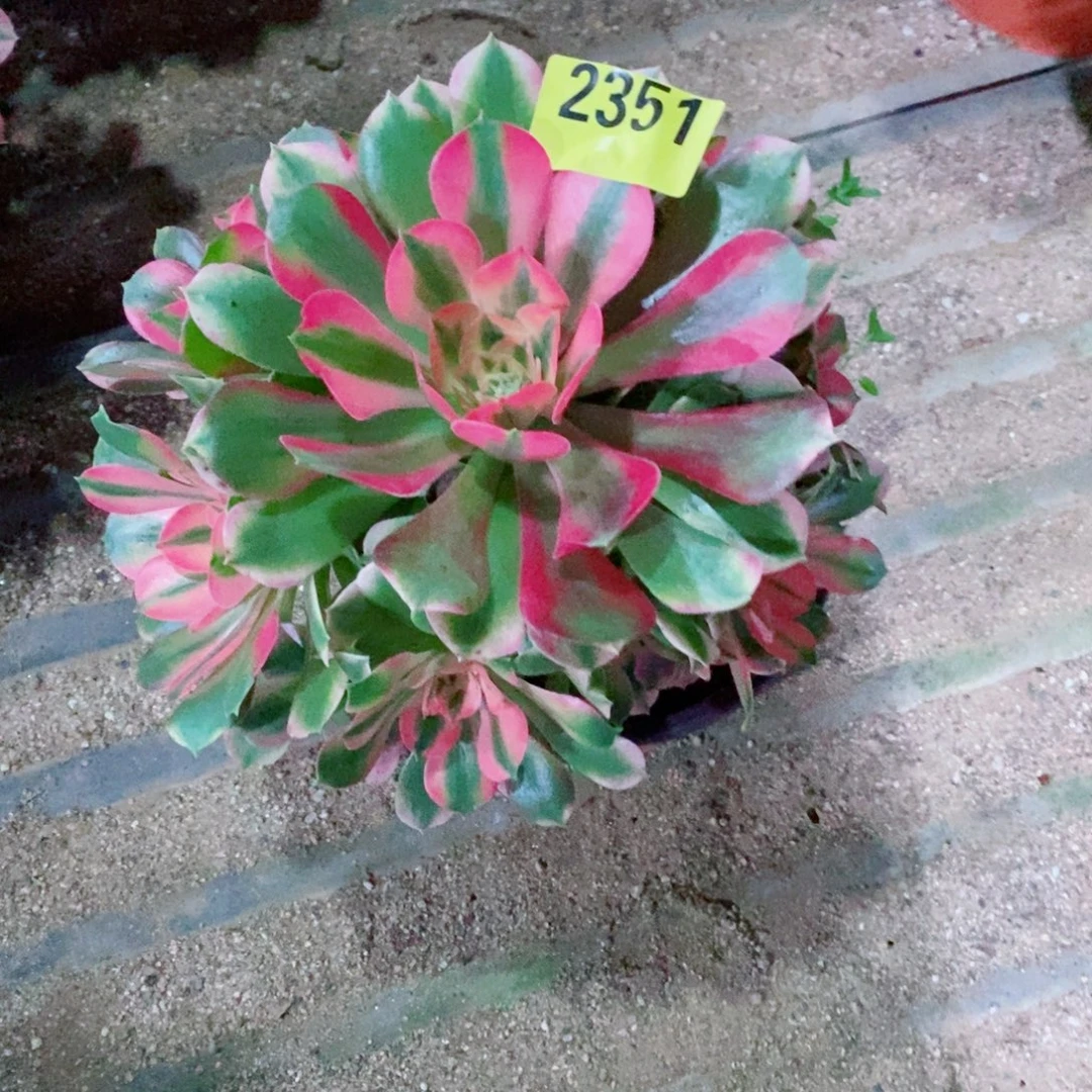 香妃多肉植物2351