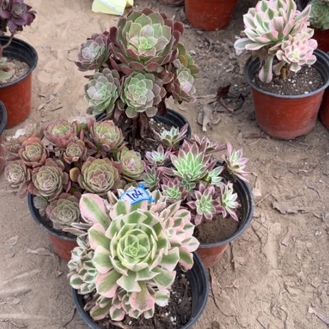 104多肉植物组合，