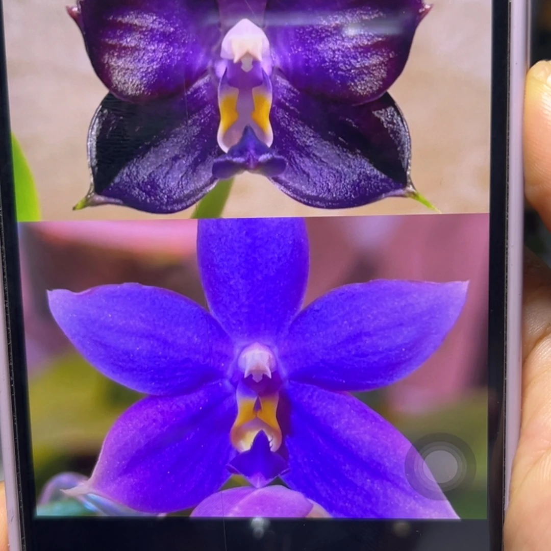 当前无花栽培后可以开花弥陀蓝鲸交彩虹