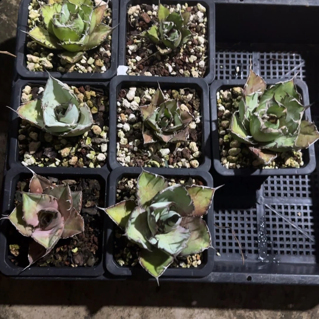 龙舌兰套餐7棵啦啦啦