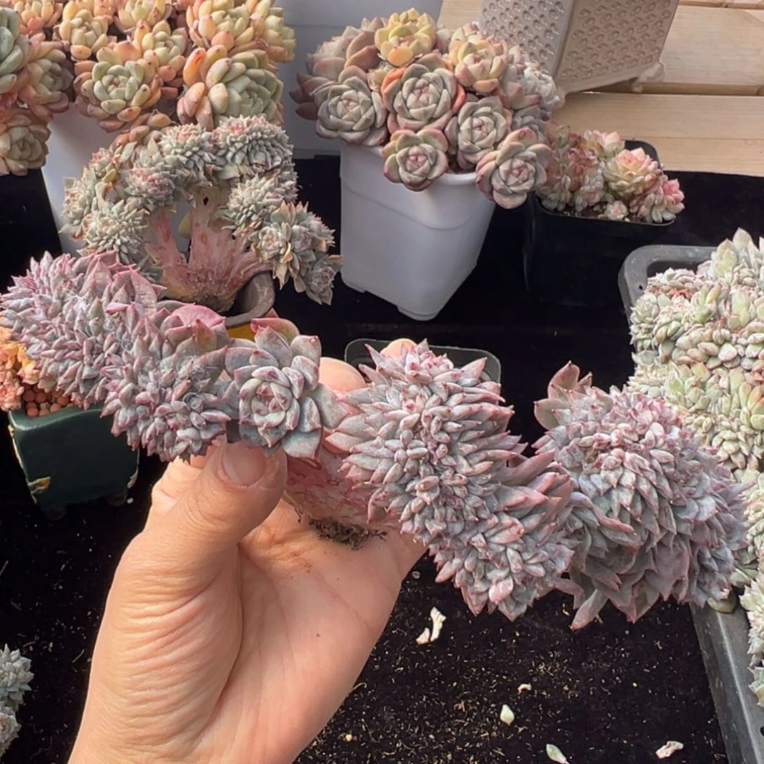 新年快乐 新年快乐