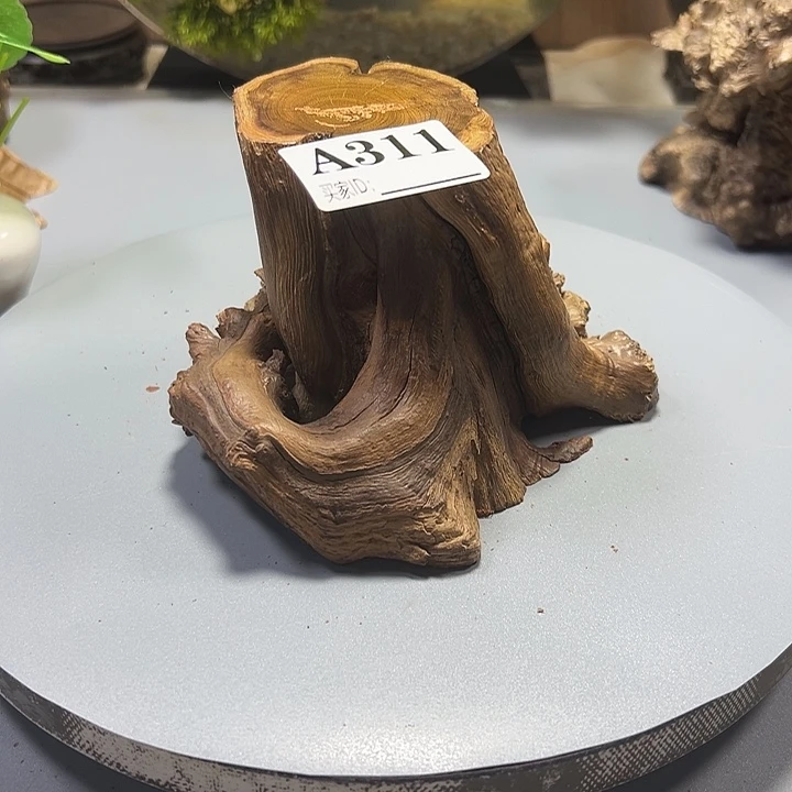 角***鱼大果紫檀（缅甸花梨）