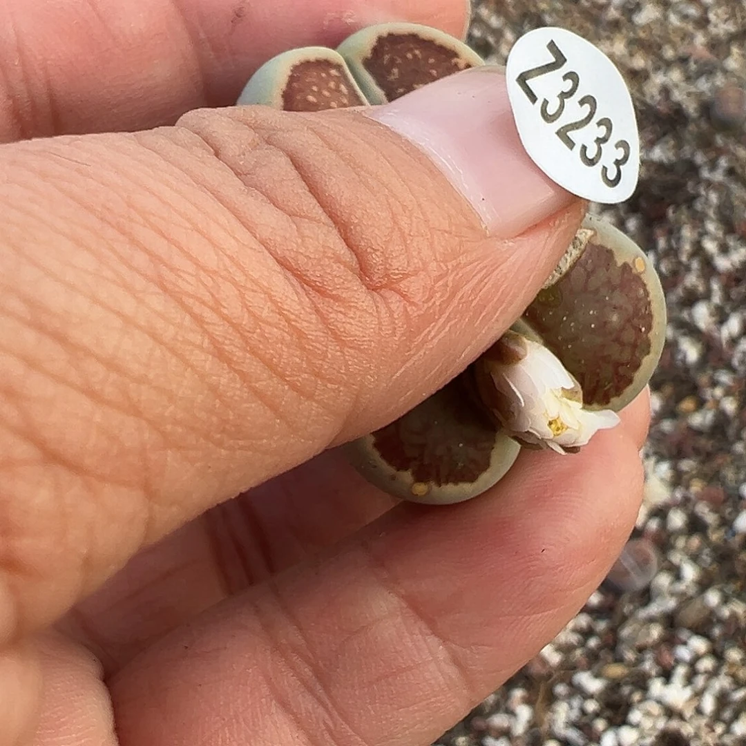 E****l3233纯纯下啦播福利