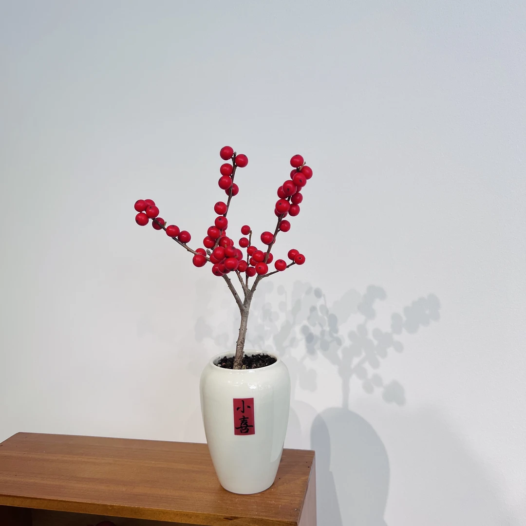 北美冬青室内好养加小喜陶瓷盆