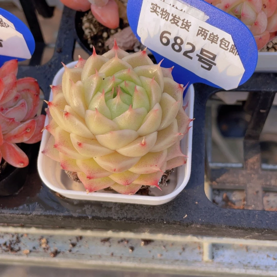 682号睫毛珍妮麦秆