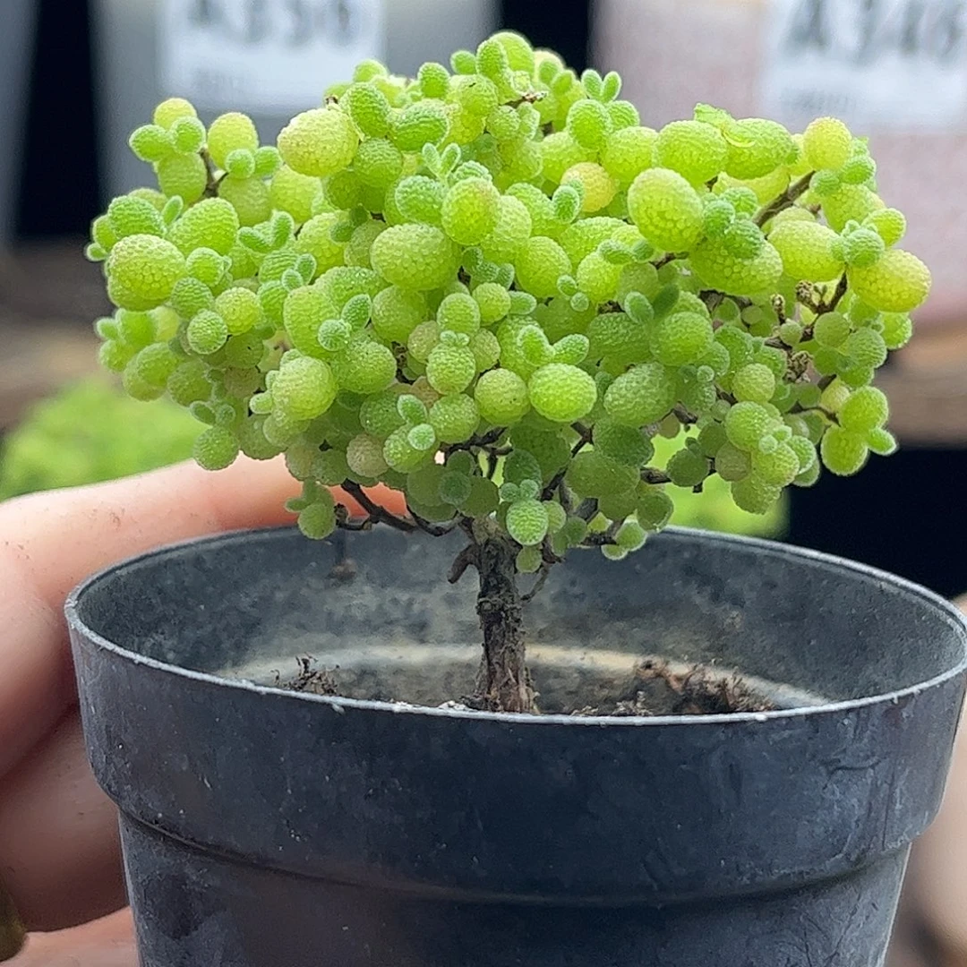 29蜜桔糖球优选枝干番杏