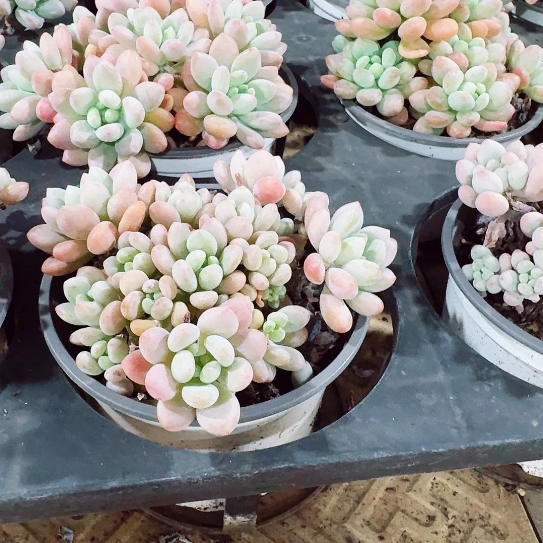 多肉植物洛可可带盆土