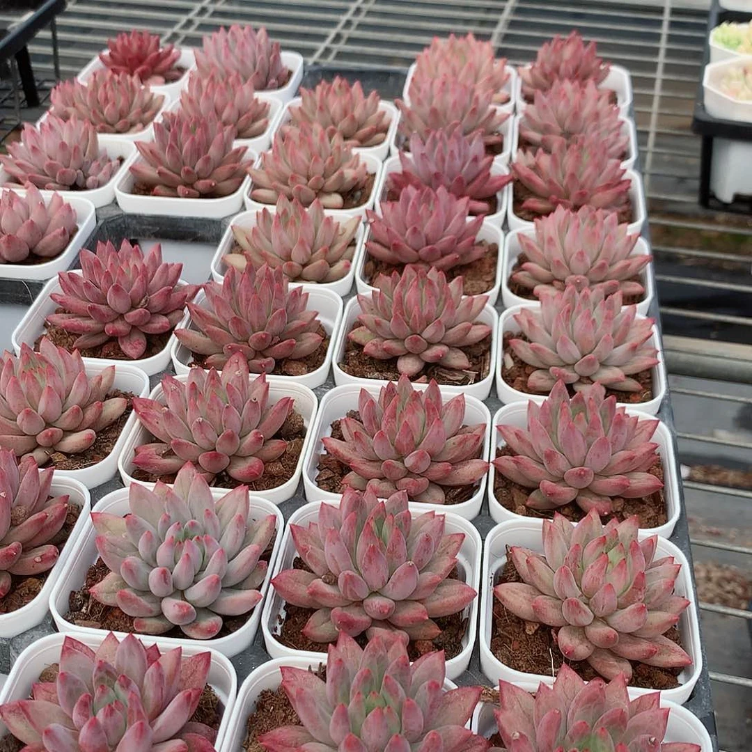 小号虞美人777777777777777777