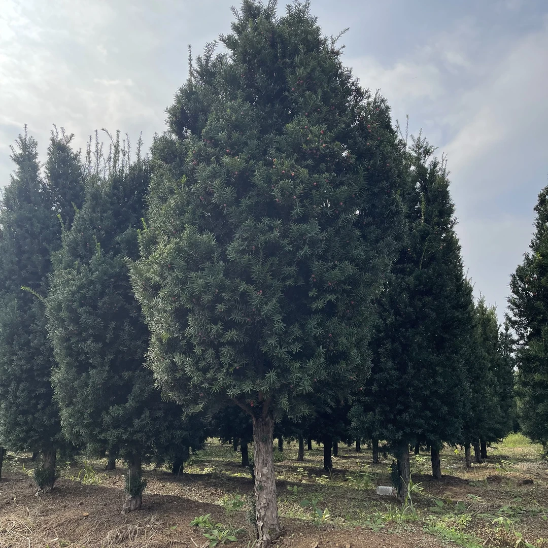 带果曼地亚红豆杉1公1母客厅盆栽别墅地栽大树南方红豆杉绿植