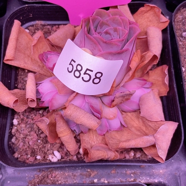 5858山地玫瑰花群