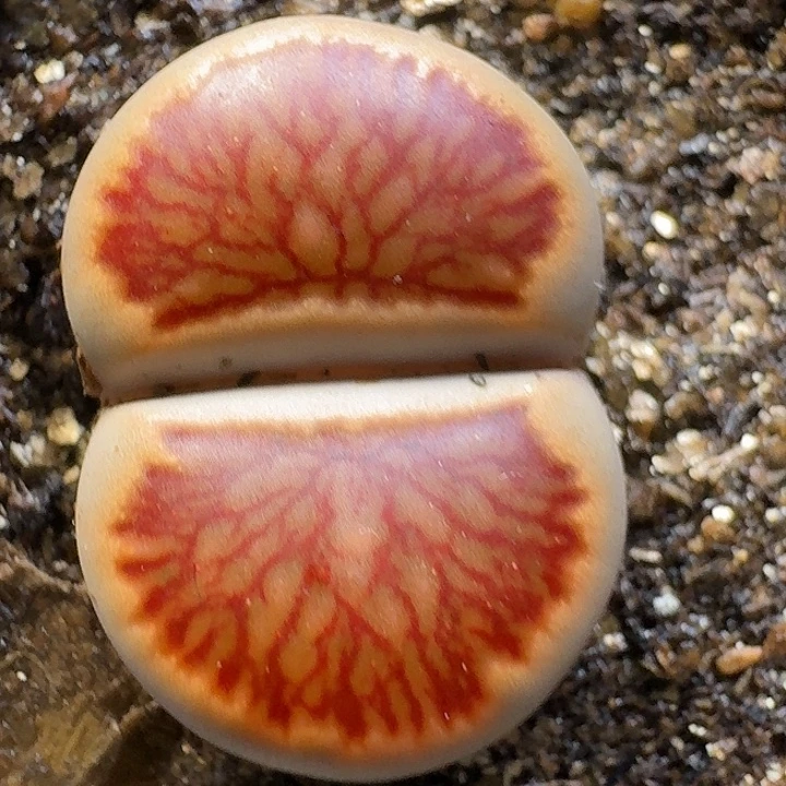 生石花33:；。  82号