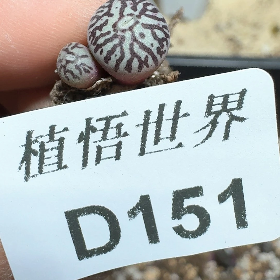 151盒的日许多肉植物哇