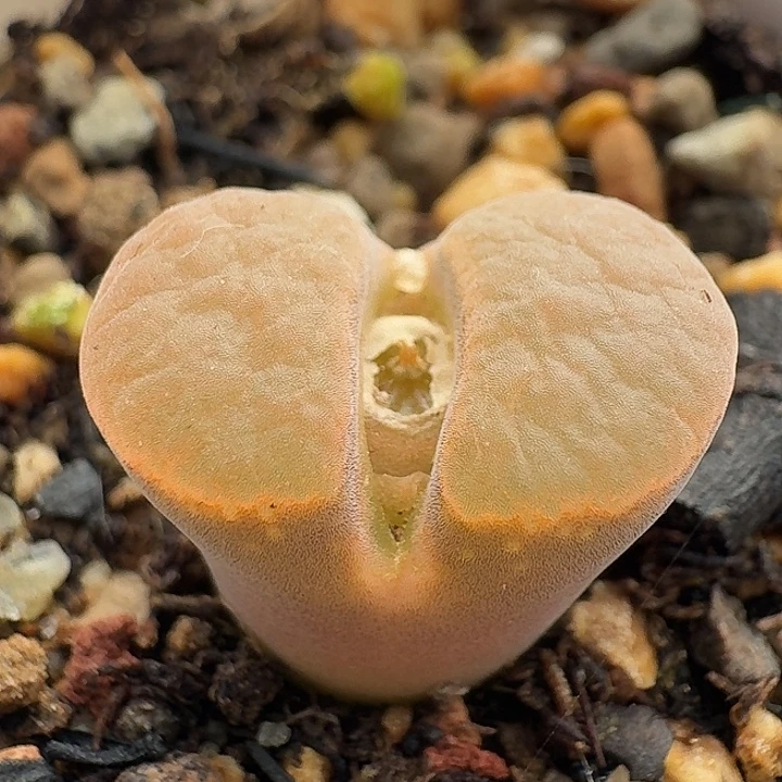 262 红风铃肉锥。