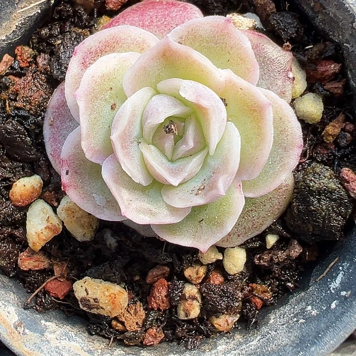 虾饺多肉植物一颗一颗