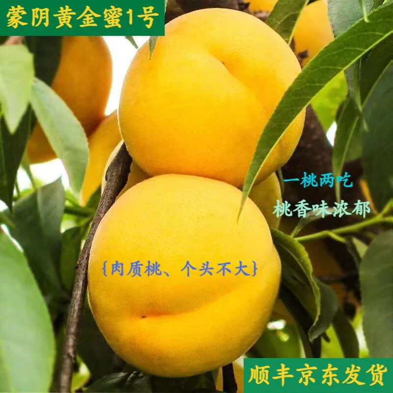 【蒙阴黄桃】山东蒙阴 黄金蜜1号4.5斤装 新鲜水果 【顺丰京东包邮】