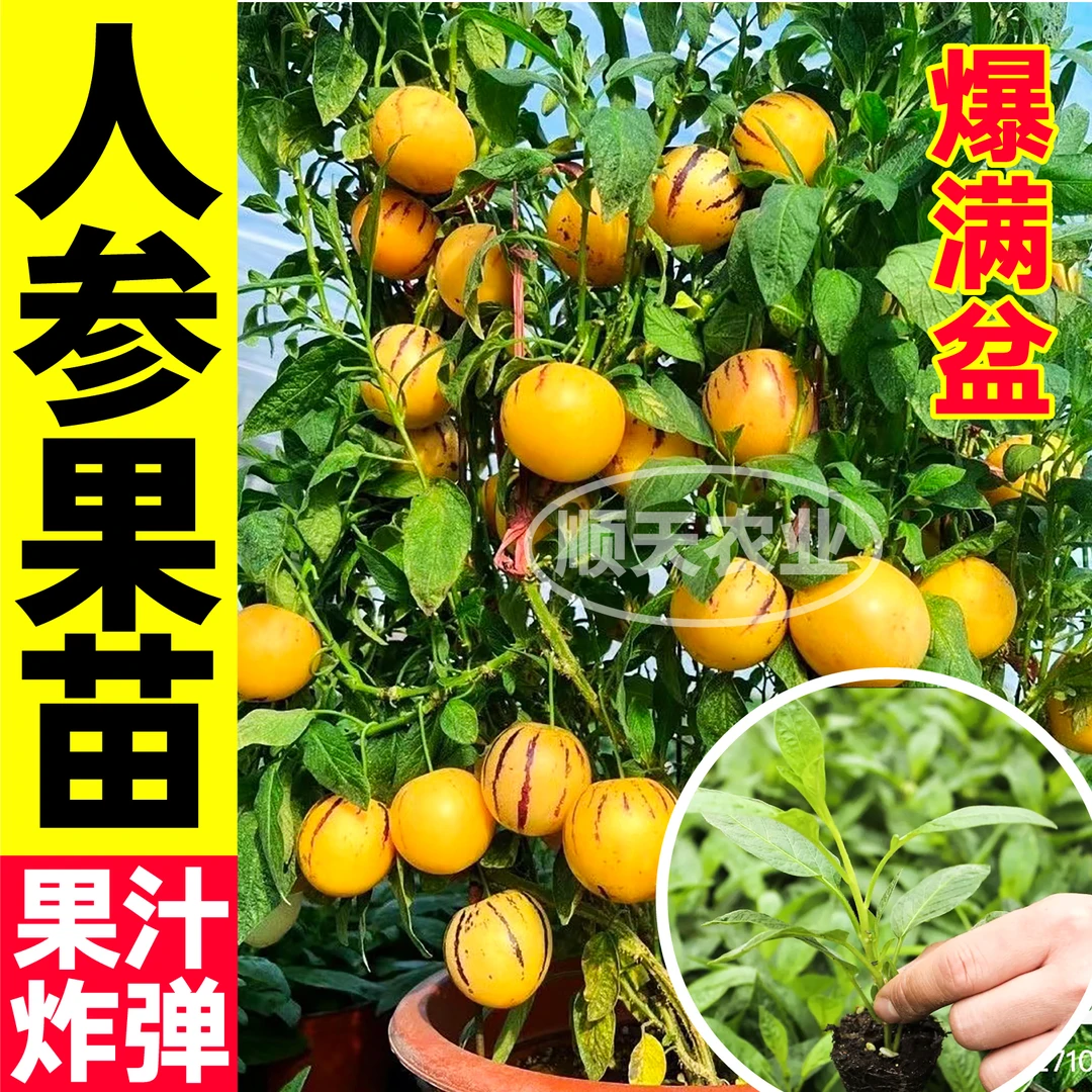 寿光正宗人参果秧苗超甜大人生果长寿果当年结果春四季阳台盆栽苗