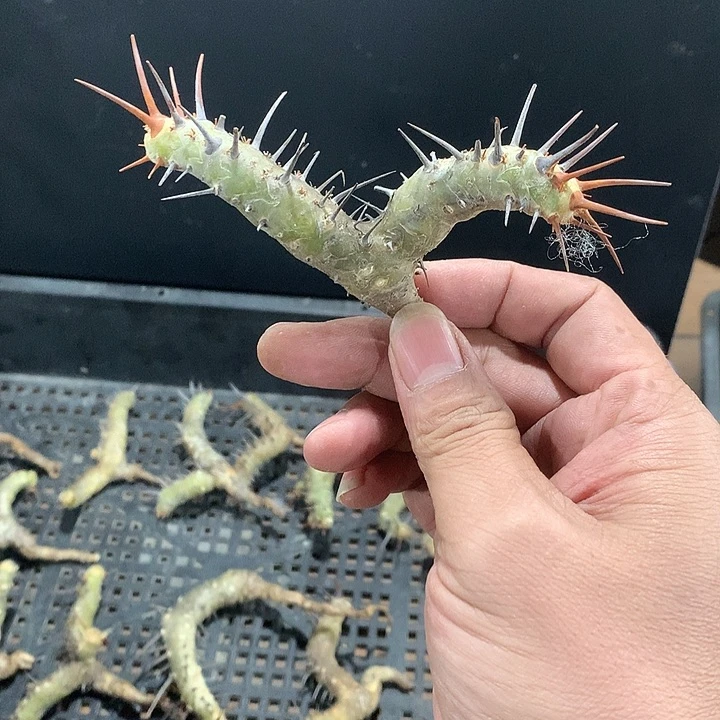 刺月界一个200可挑888888888