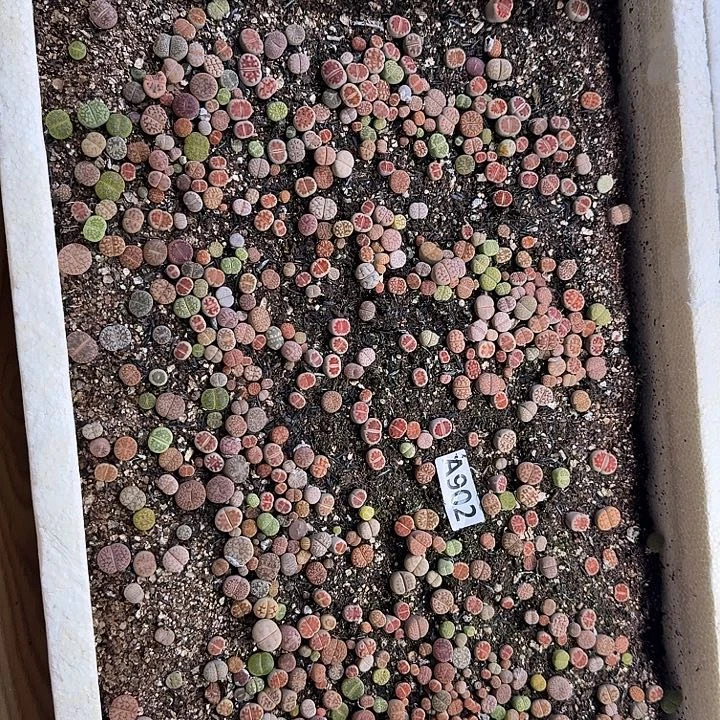 生902石花整筐脱土发货