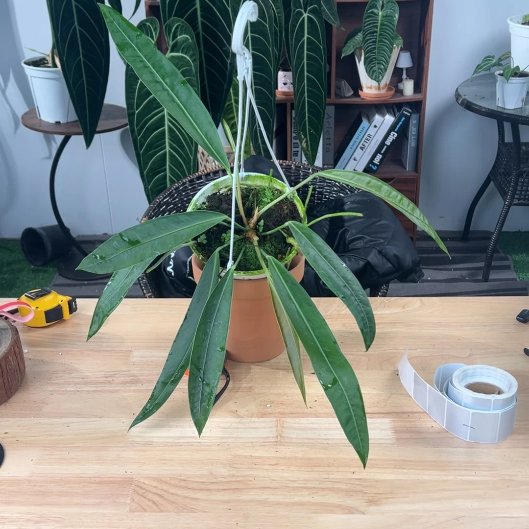 完全开放进口原桩豌豆荚