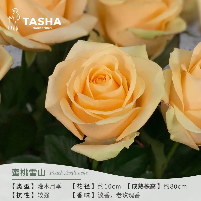 塔莎的花园蜜桃雪山5升勤花丰花阳台庭院可养盆栽花苗