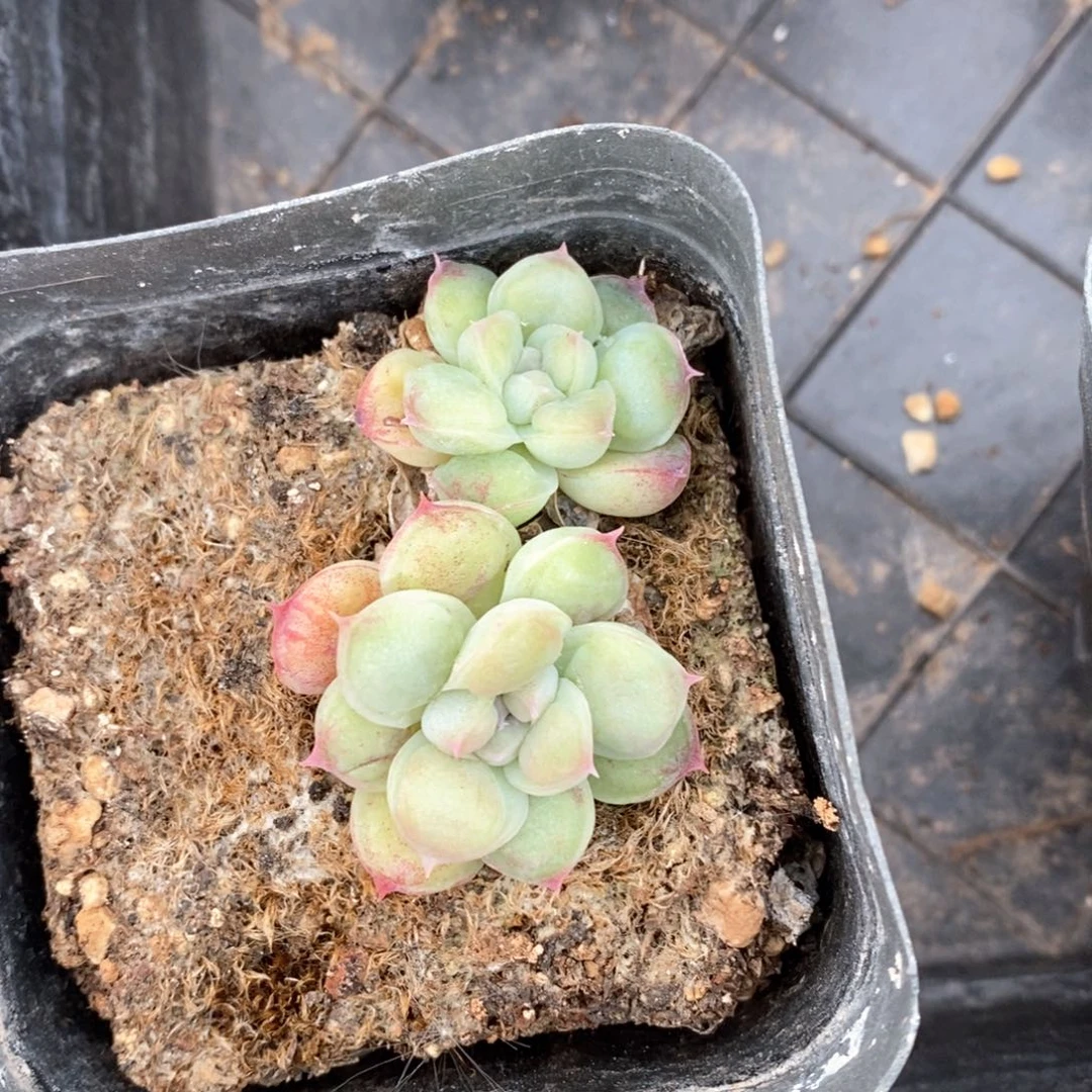 精品多肉一物一拍不包整84