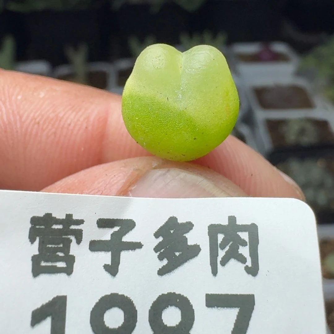 拉登1.1                    脱土