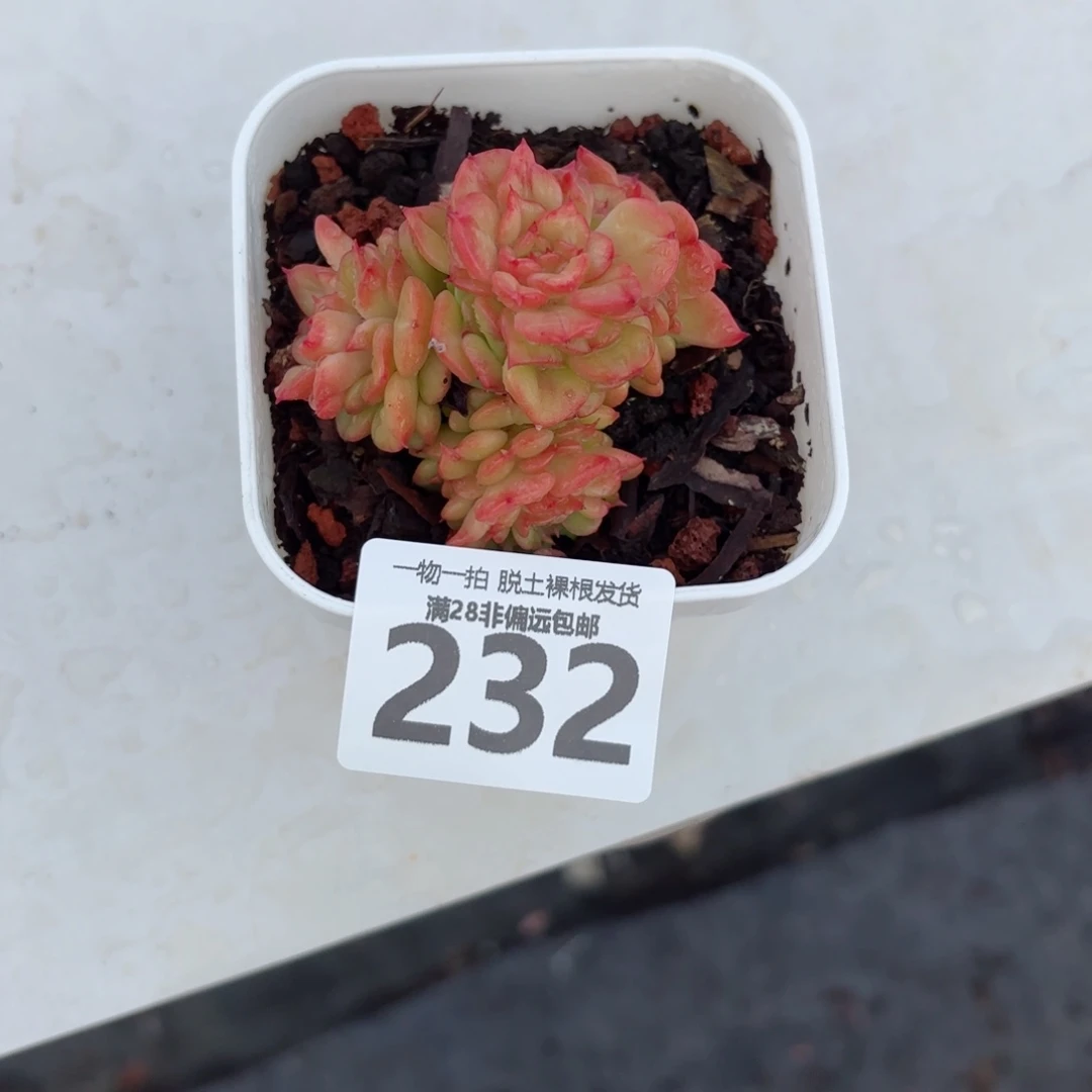 腊牡丹无盆土发货