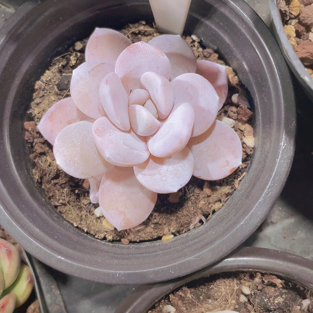 三**丽粉雪莲w043一物一拍