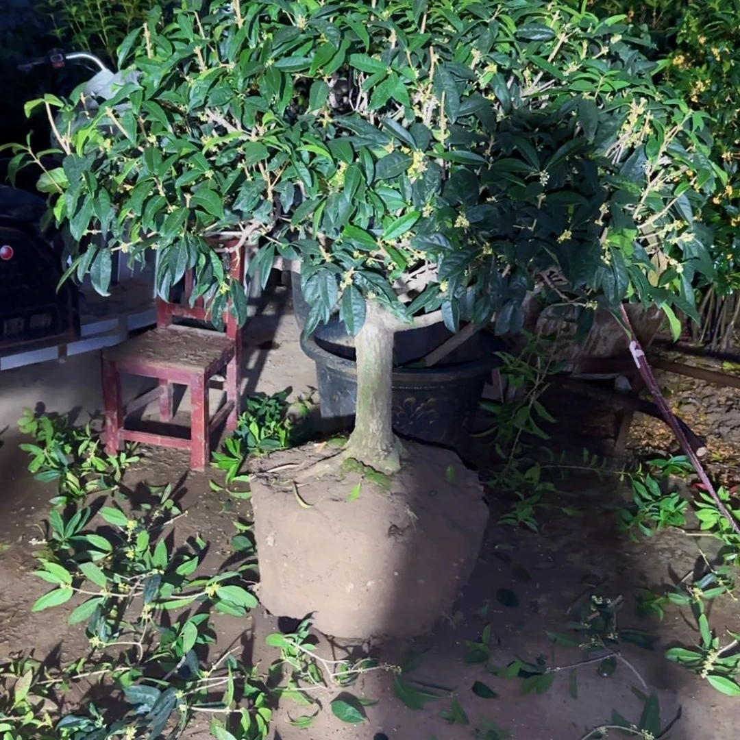 未***来无花朵桂花。四季桂系列