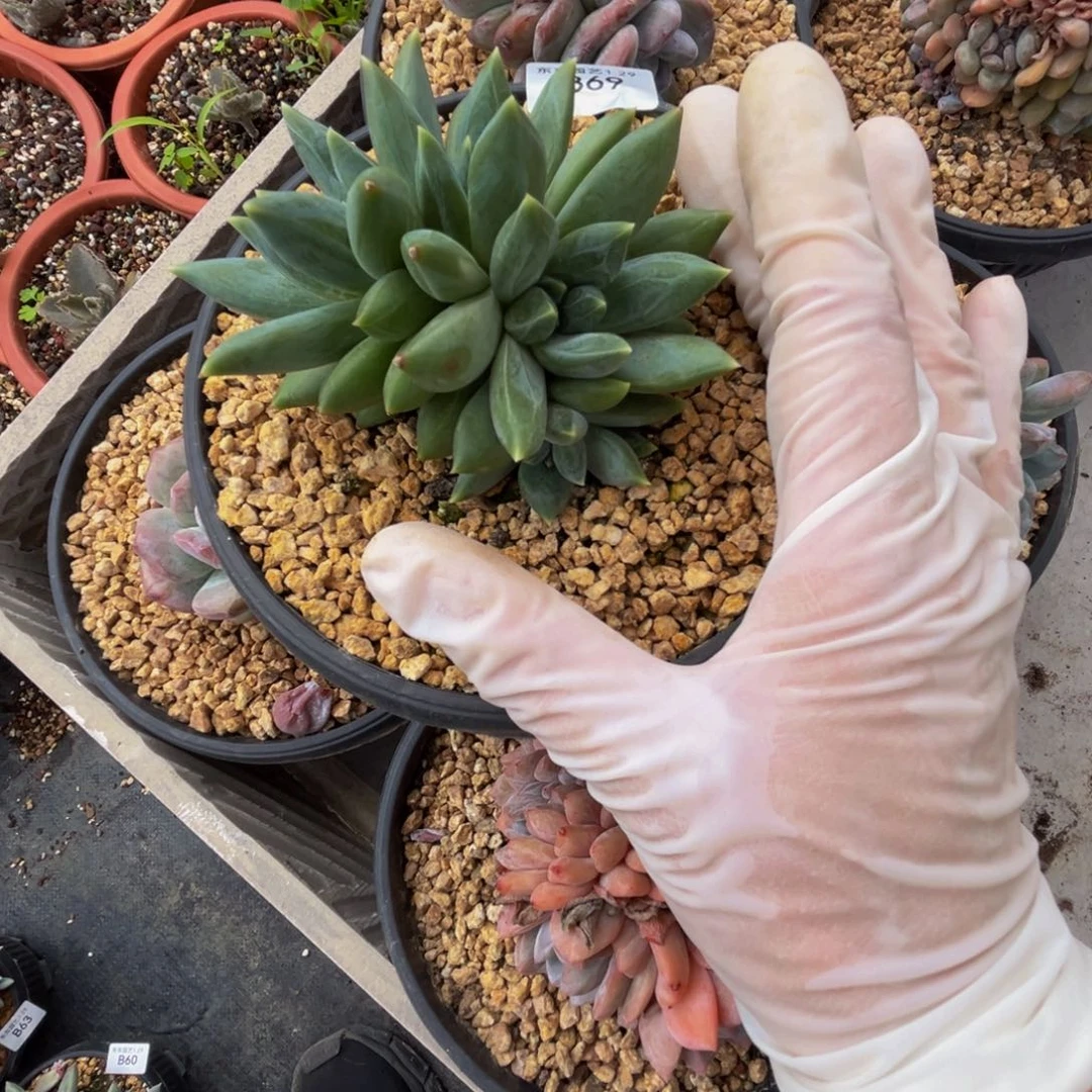 b69重楼群生无砍的