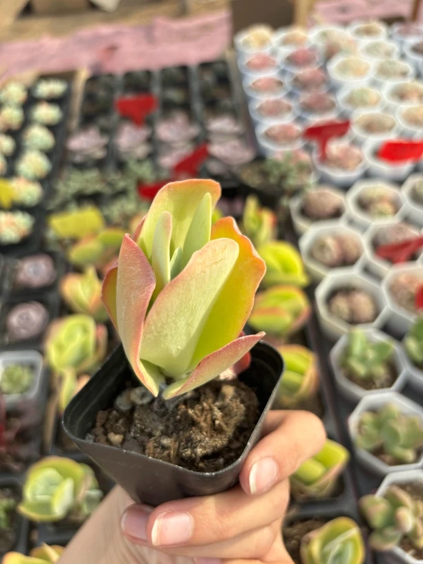 满9.9米包邮唐印多肉植物