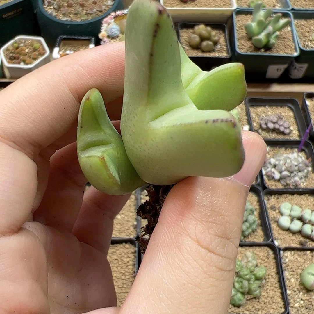 【闪购商品】17 开播福利