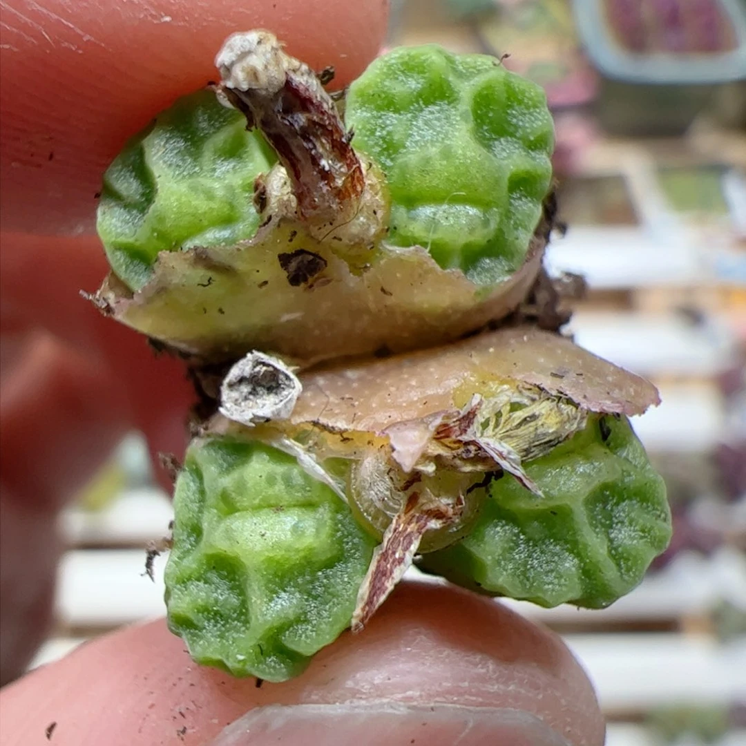 【闪购商品】117 烧卖