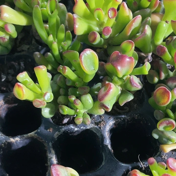 小西财树1元带土发