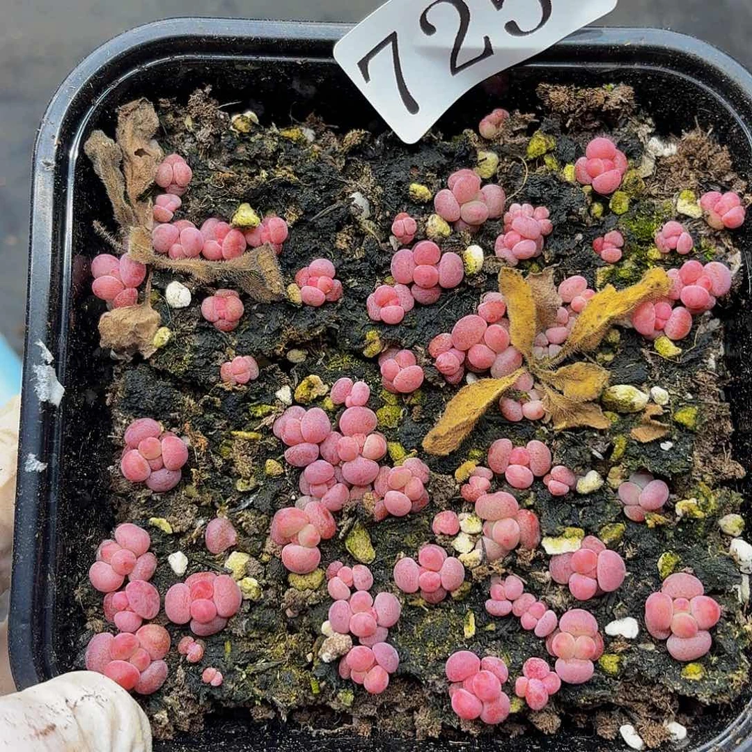 多肉植物多肉植物725