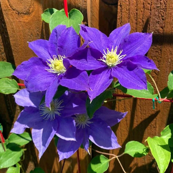 H.F杨铁线莲轻剪多花苞庭院爬藤阳台盆栽耐寒耐热蓝紫色花园植物