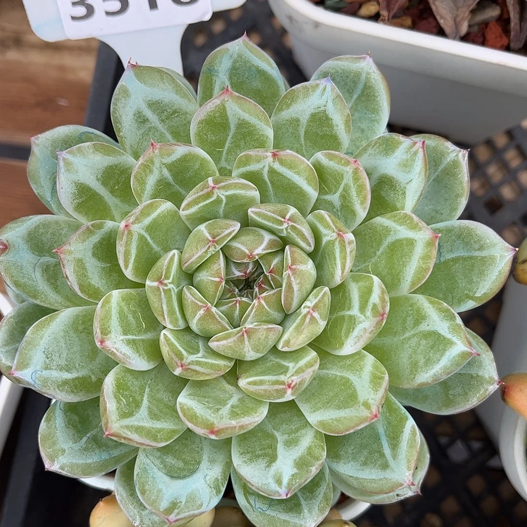 多肉植物3518 一定要拍个冷链哦