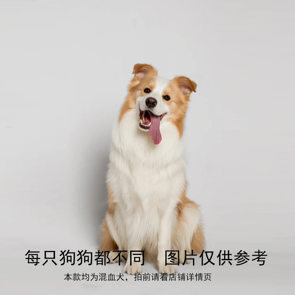 【芸儿宠物】活体狗狗金毛拉布拉多一物一拍直播链接