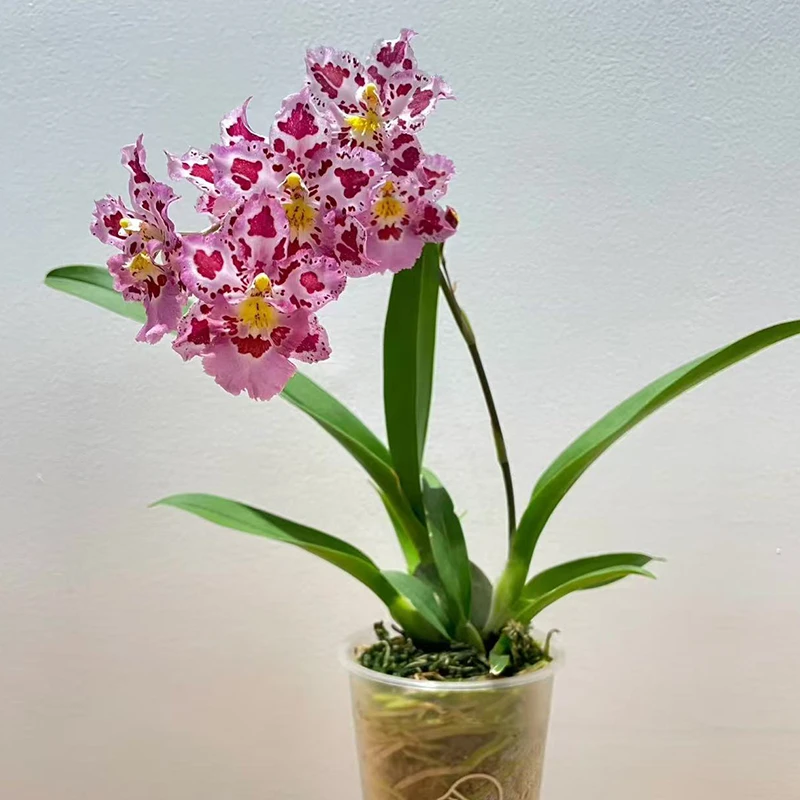 豹斑文心兰 盆景