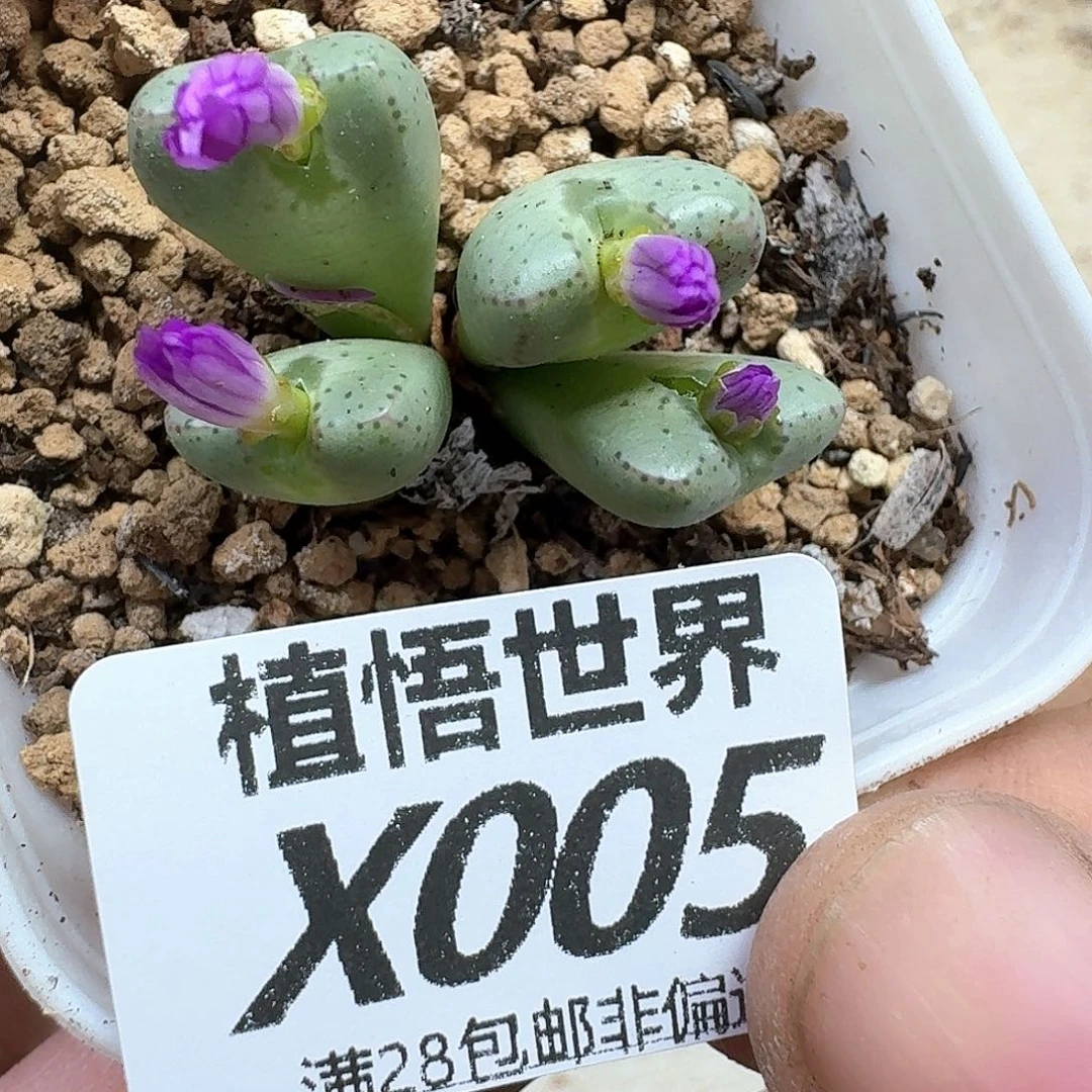 多肉植物的润泽法