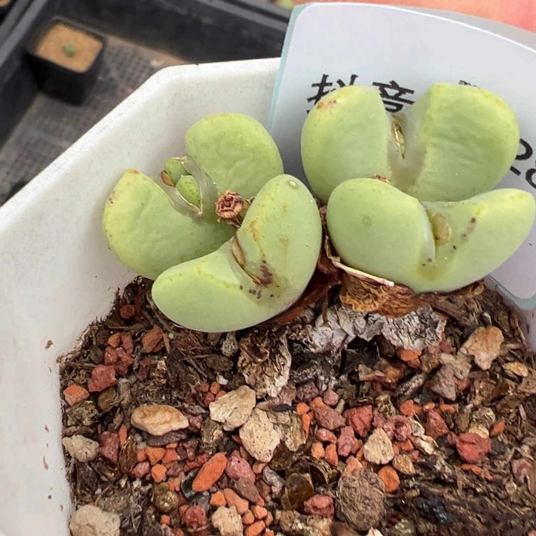 22-285肉锥多肉植物