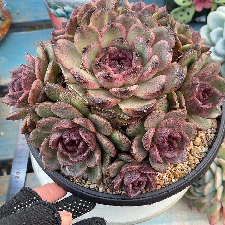 多肉植物一物一拍