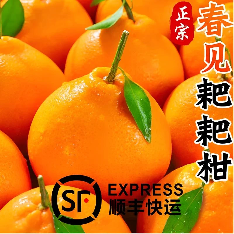 【顺丰发货】甄选正宗四川蒲江春见新鲜耙耙柑爆汁大果新鲜当季水果