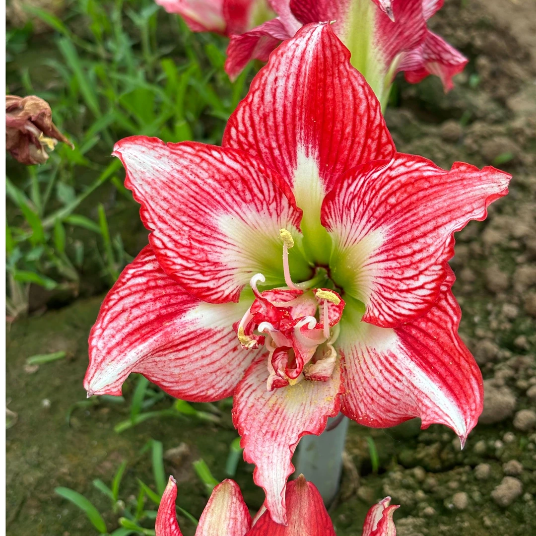 貂蝉 朱顶红 包对版（不区分花前花后）