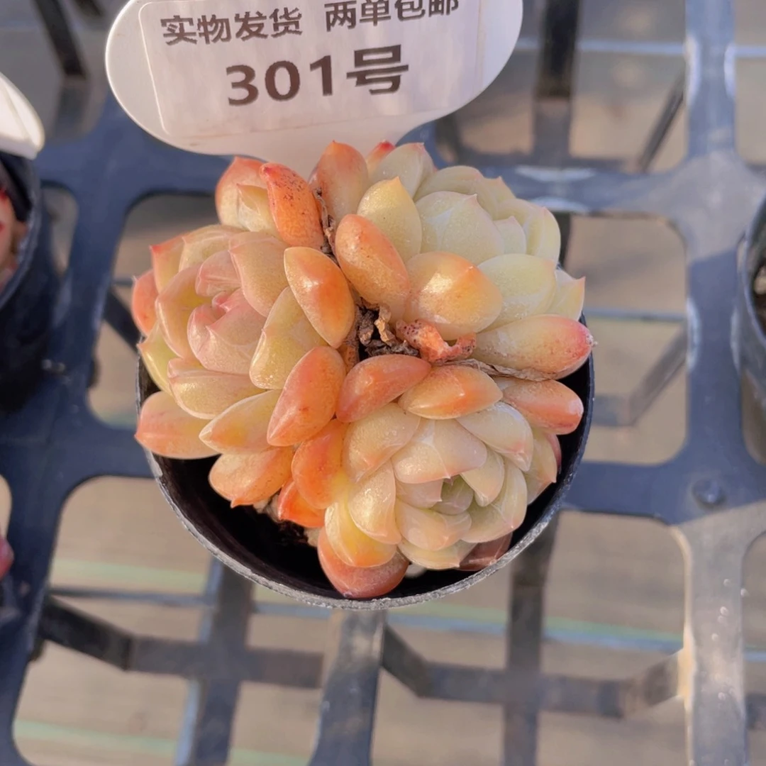 301号 冰透珍妮三头一个