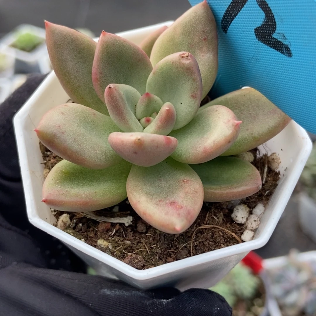 12奶油鳄梨多肉植物