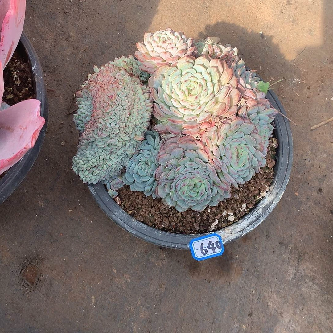 640白胖子 一物一拍多肉